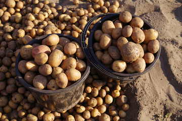 Potatoes harvest in buckets. Agricultural works