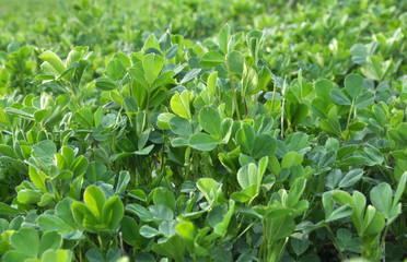 Obraz premium In the spring field young alfalfa grows