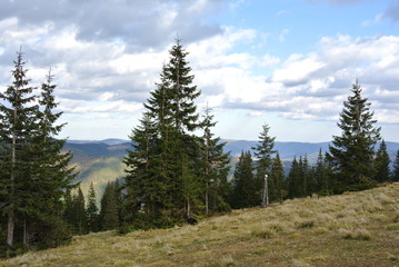 Fototapeta na wymiar view of pine trees in the mountains 