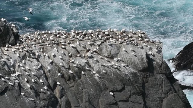 Northern gannets (Morus bassanus) preening feathers in seabird breeding colony in sea cliff at Hermaness, Unst, Shetland Islands, Scotland, UK