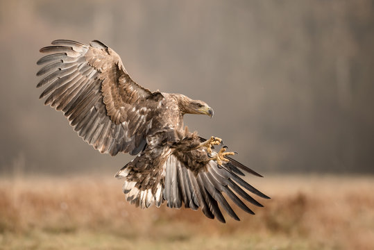 White tailed eagle attacking in flight with open wings