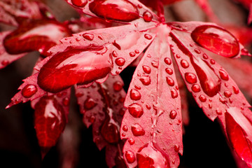 Red Leaf Water Droplets (Macro)