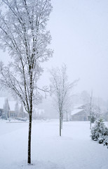 Bare Trees in Snow in Condo Neighborhood