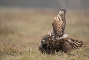 White tailed eagle showing its wing