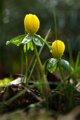 Zwei gelbe Winterlinge im Frühling am Morgen nach Regen mit Wassertropfen auf den Blättern, Eranthis hyemalis