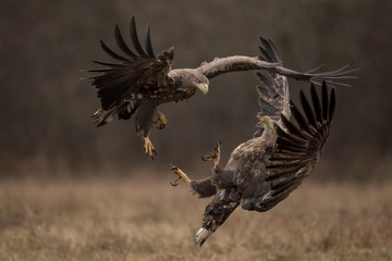 White tailed eagles fighting each other in flight with open wings