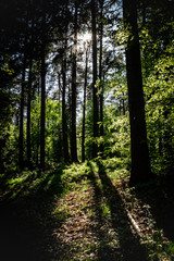 Wald im Sommer