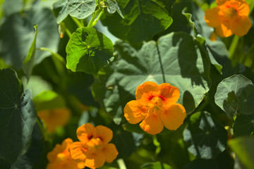 Flora of Gran Canaria - Tropaeolum majus, garden nasturtium