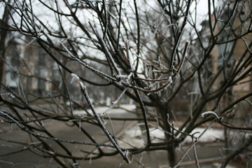 The branches of trees covered with snow, drizzle. Winter landscape
