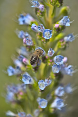 Flora of Gran Canaria - Echium callithyrsum, blue bugloss of Gran Canaria, endemic to the island and found mostly in Tenteniguada area, background