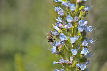 Flora of Gran Canaria - Echium callithyrsum, blue bugloss of Gran Canaria, endemic to the island and found mostly in Tenteniguada area, background