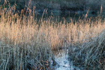 River cane stalks in water ponds in the winter 