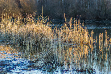 River cane stalks in water ponds in the winter 