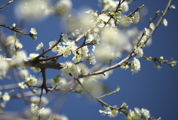 seasonal blossom, plum tree branches