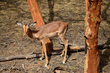 Young impala antelope (Bandia reserve, Senegal)