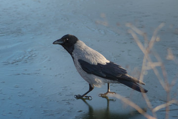 Obraz premium Crow on ice