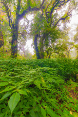 Doi Inthanon nature park, Thailand. Tropical rainforest with fresh green trees and plants. Shortly after rain, fog in the far. Tourist trail path near in jungle. Vibrant colors