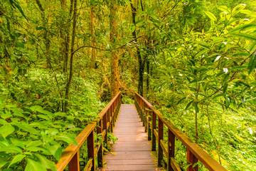 Obraz premium Wooden tourist path at Doi Inthanon national park, Thailand. Beautiful place in tropical rainforest with fresh green plants after rain with big humidity and fog in far. Chiang Mai province