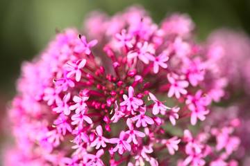 Flora of Gran Canaria - Centranthus ruber, red valerian natural macro background