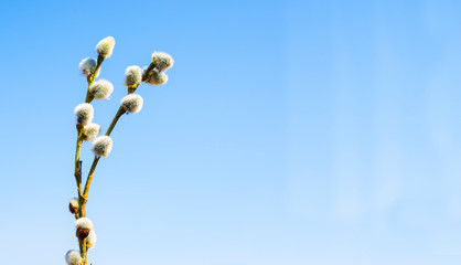 Fototapeta premium Spring willow branch on a blue sky background with copy space. Spring. Easter.