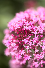 Flora of Gran Canaria - Centranthus ruber, red valerian natural macro background