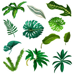 Set van tropische en exotische blad. Aquarel boom