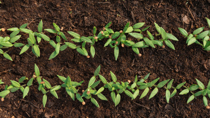 Eggplant seedlings in the ground in a greenhouse. Small sprouts from the soil. Agriculture, agro-industry, growing vegetables at home, ecology, agricultural land, agricultural business concept