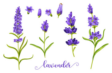 Obraz na płótnie Canvas Lavender flower in realistic watercolor.