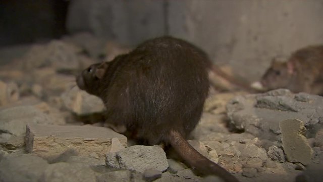 Black Wild Rat Jumping 