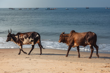 Cows walk along the sea beach