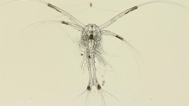 shrimp larva at the protozoea stage under a microscope, after moulting passes to the stage - zoea, this is a pelagic larva of decapod crustaceans