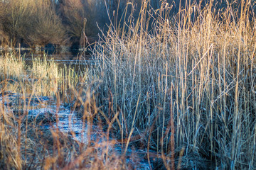 River cane stalks in water ponds in the winter 