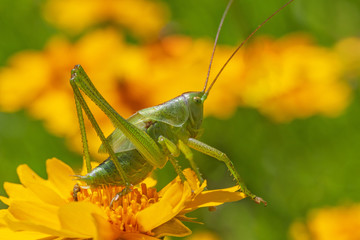 close up of green grasshopper sitting on yellow flower