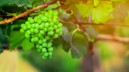 Fresh green grapes at vineyards.