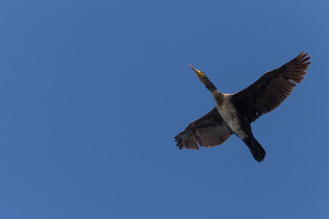 great cormorant flying in a blue sky