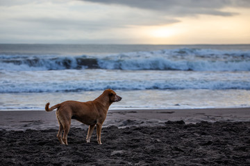 Dog on black sand beach