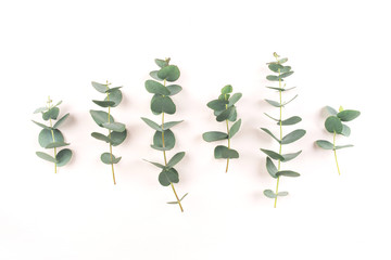 Green eucalyptus branches on a white background. Flat lay, top view. © Anna