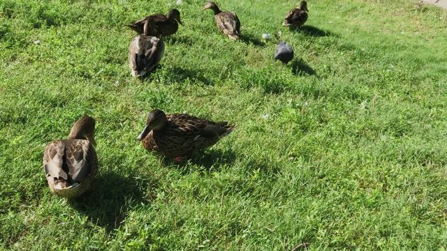 Wild ducks walk on the grass on a summer day.