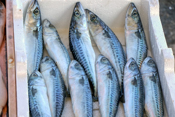 Fototapeta premium Atlantic mackerel box for sale in fish shop