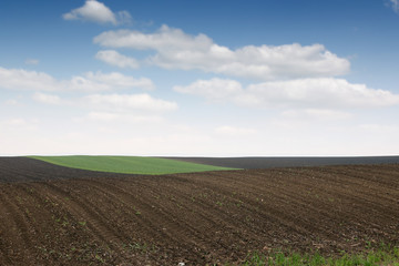 Fototapeta na wymiar Plowed and green wheat fields in spring agriculture