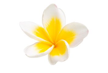 Obraz premium frangipani flower isolated