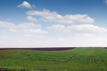 Obraz premium Plowed and green wheat fields in spring landscape