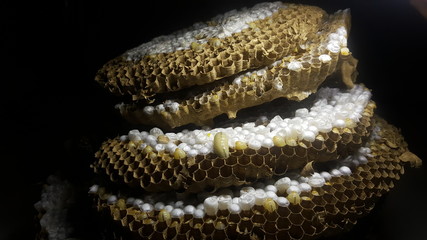 neatly arranged bee house with a regular shape