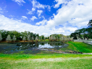a dried pond	and tree in winter
