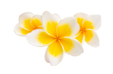 Obraz na płótnie Canvas frangipani flower isolated