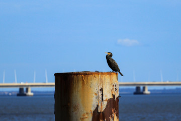 The great cormorant (Phalacrocorax carbo), known as the great black cormorant
