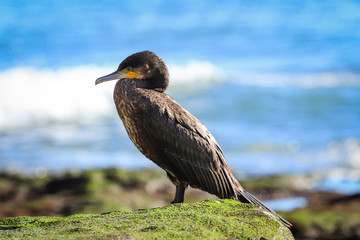The great cormorant (Phalacrocorax carbo), known as the great black cormorant