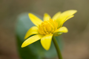 Ficaria verna, Ranunculus ficaria L., or lesser celandine, pilewort, fig buttercup, low-growing hairless perennial flowering plant in the buttercup family Ranunculaceae, Europe. Heart-shaped leaf