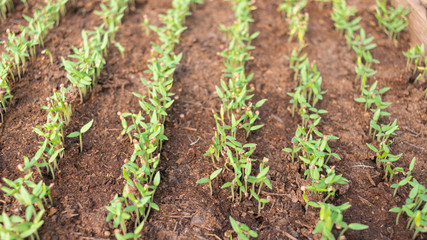 Eggplant sprouts in the soil of a greenhouse grown from seeds. Agriculture , agribusiness, environmental consumption, vegan, horticulture, organic ecological environmen, agricultural business concept