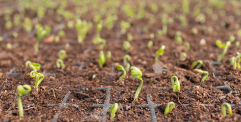 Small sprouts in cassettes for seedlings with soil. Growing organic vegetables in greenhouses, agricultural business